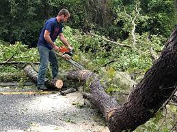 Professional Tree Services in Hitchcock, TX