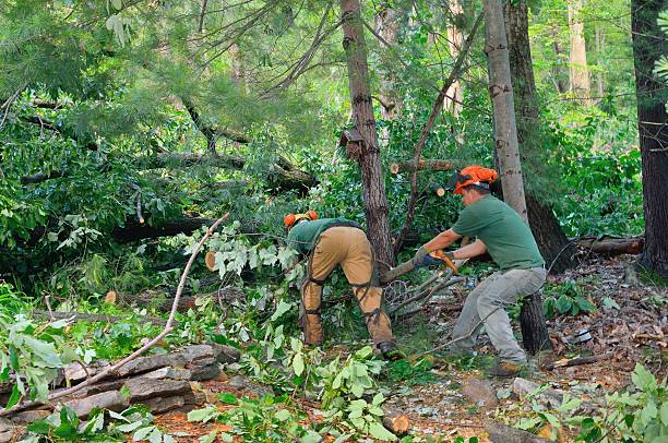 Trusted Hitchcock, TX Tree Services Experts