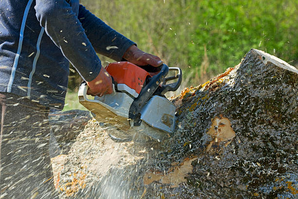 How Our Tree Care Process Works  in  Hitchcock, TX